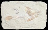 Fossil Coccodus (Crusher Fish) - Lebanon #9476-1